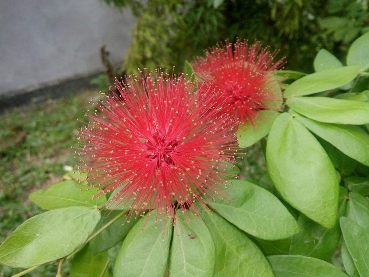 Bentota Orchid House Bed & Breakfast Dış mekan fotoğraf