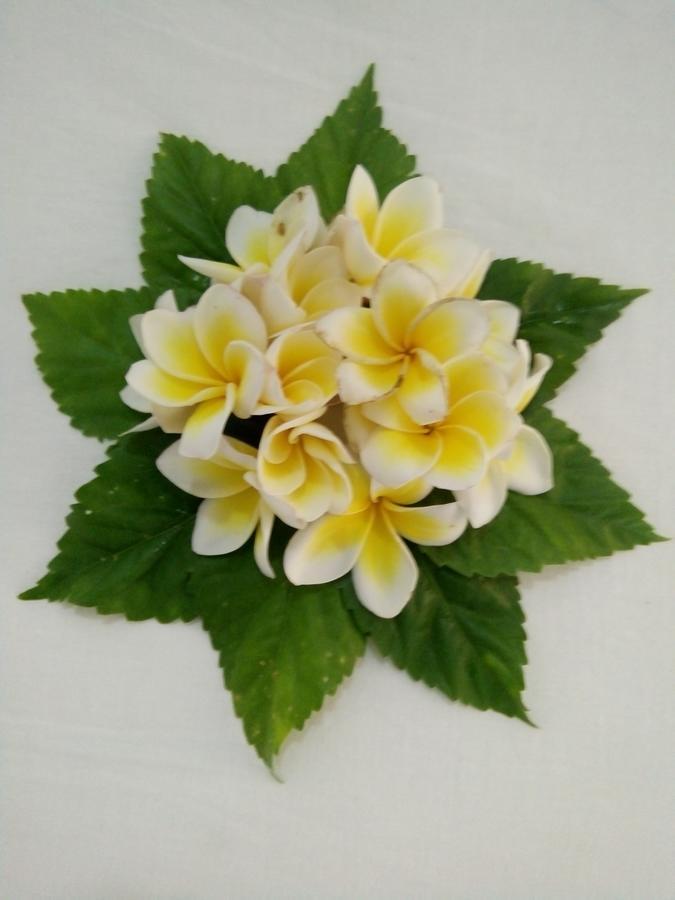Bentota Orchid House Bed & Breakfast Dış mekan fotoğraf